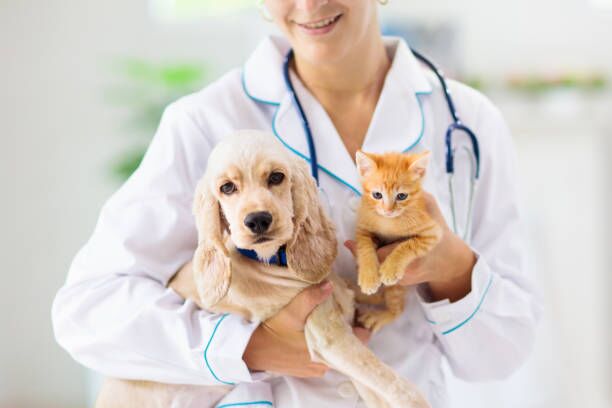 Buy Paw Vet Stethoscope Online In India -  India